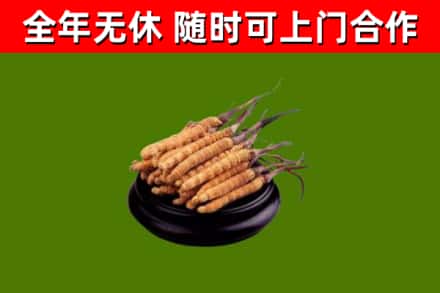 朝天区回收冬虫夏草